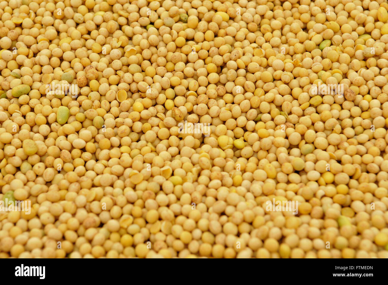 Soybeans Stock Photo