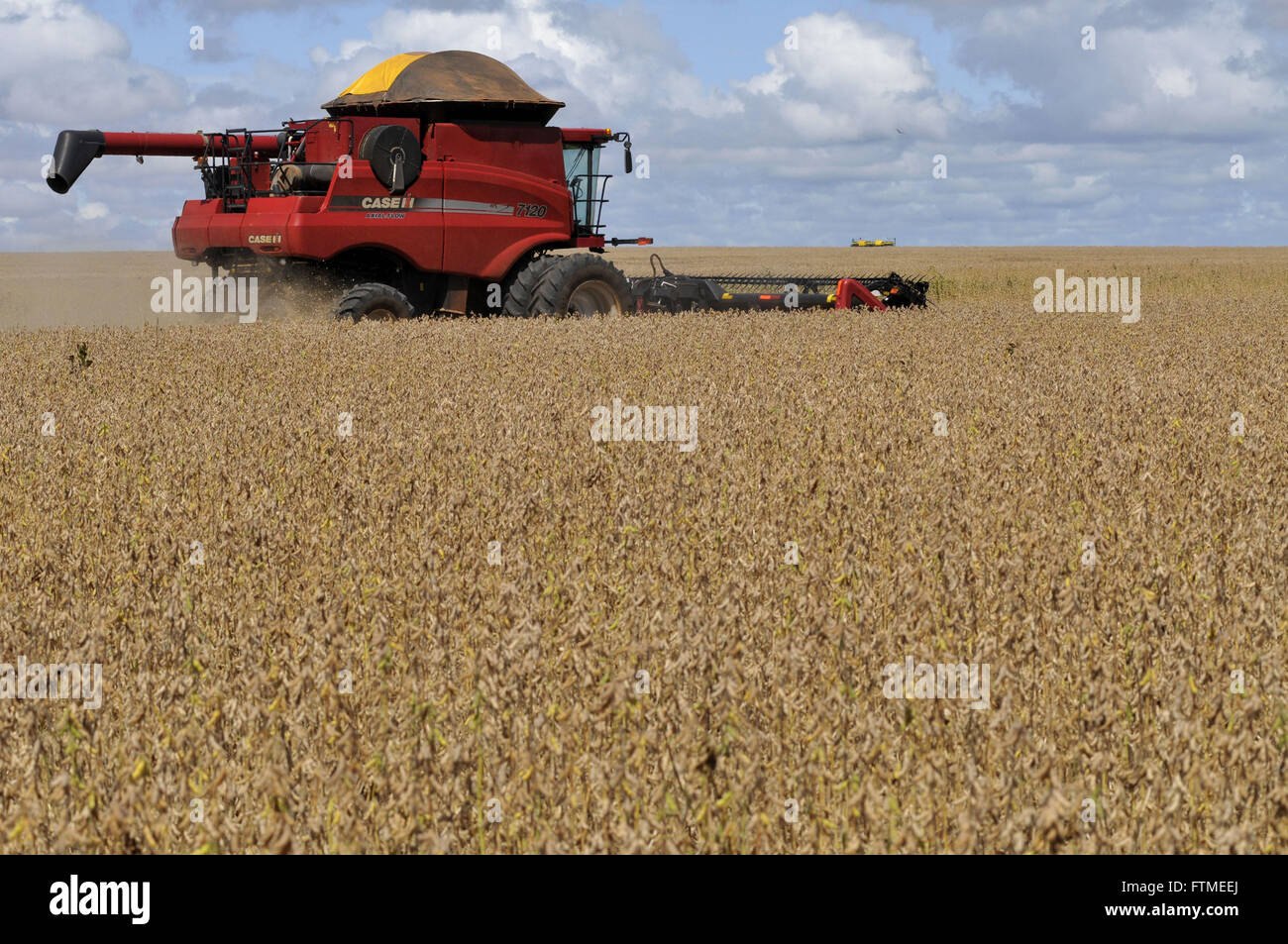 Combine harvesting soybeans Stock Photo