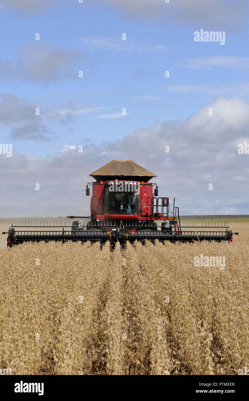 Combine harvesting soybeans Stock Photo Alamy