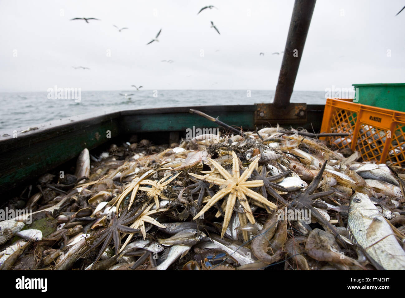 Seafood for selection of shrimp - trawling the coast of Santa Catarina Stock Photo