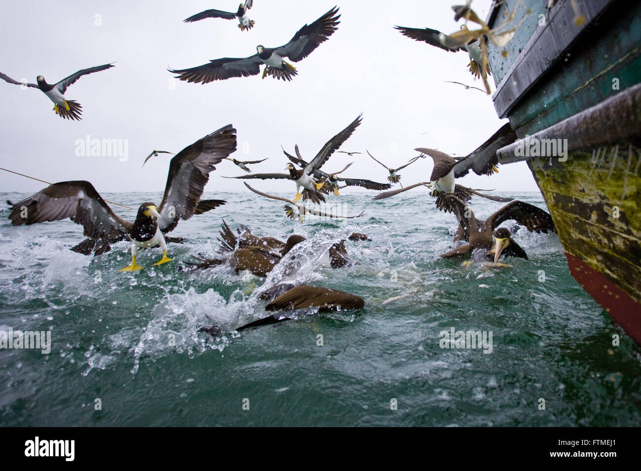 Birds feeding on scraps from trawling the coast of Santa Catarina Stock Photo