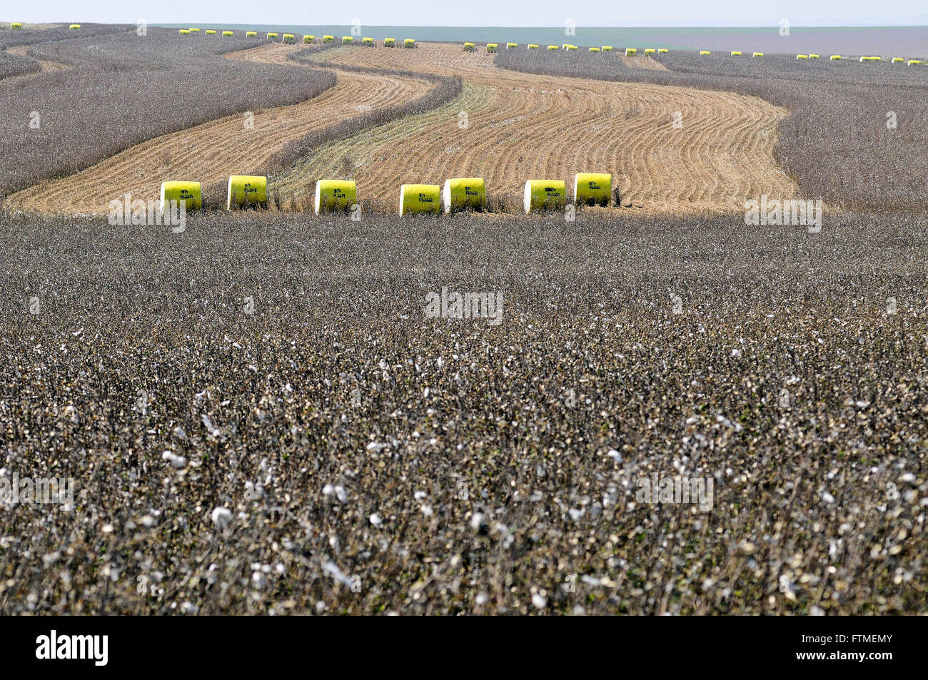Pressed bales of cotton in the field by own harvester Stock Photo Alamy