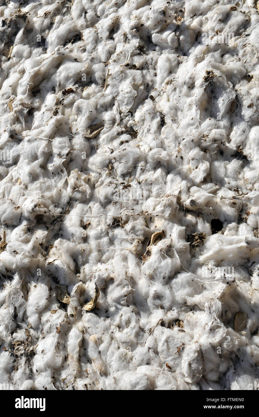 Detail of burden of pressed cotton harvester in the field by the very Stock Photo