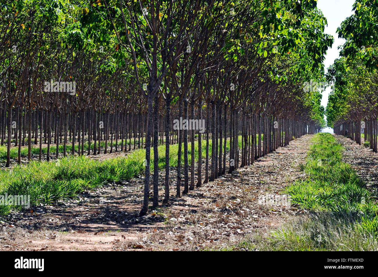 Ha rubber trees planted three years - Complex Production of Natural Rubber Stock Photo