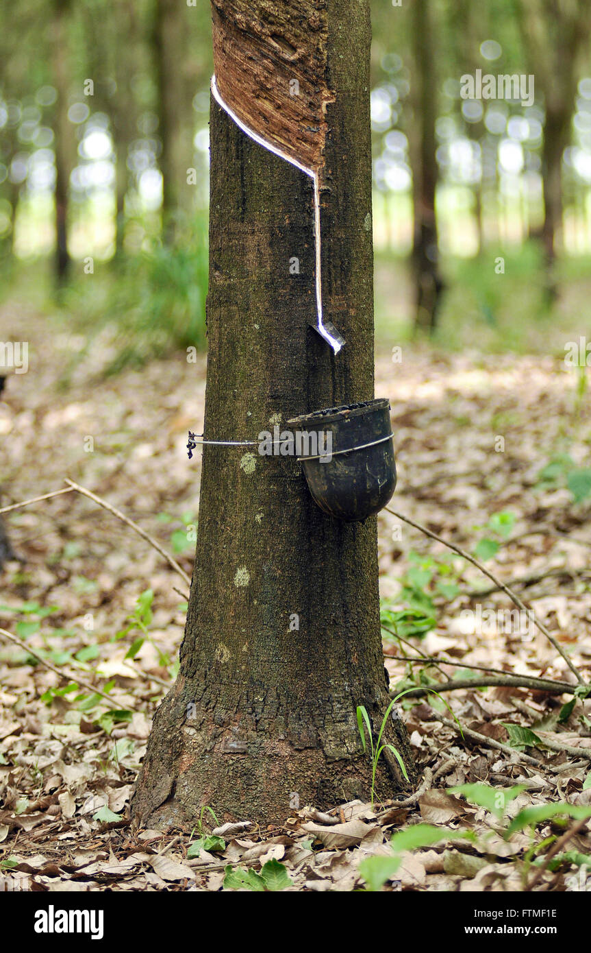 Cultivation of rubber - latex sap falling container Stock Photo