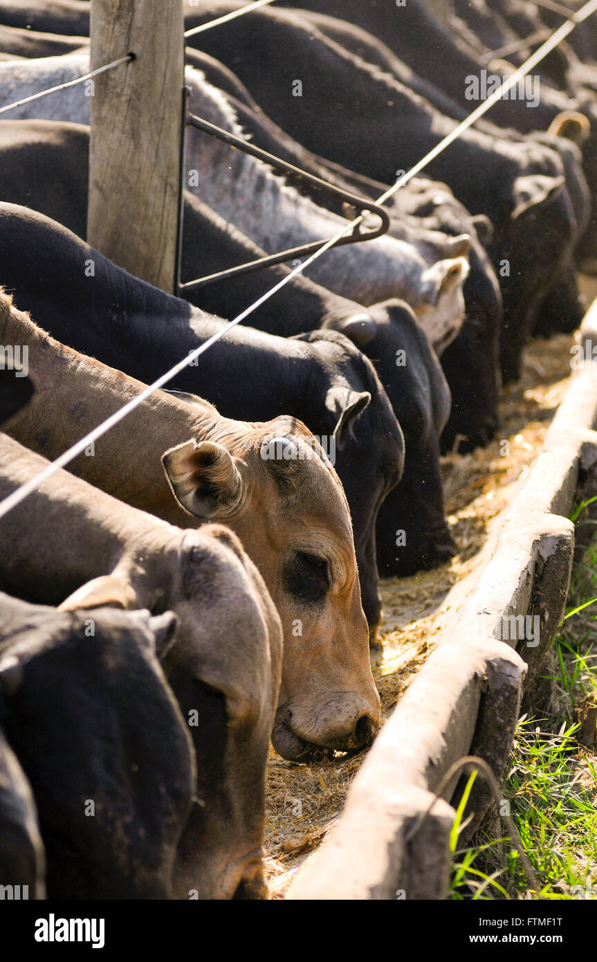 Crossbred cattle feedlot eating at the trough in the countryside Stock Photo
