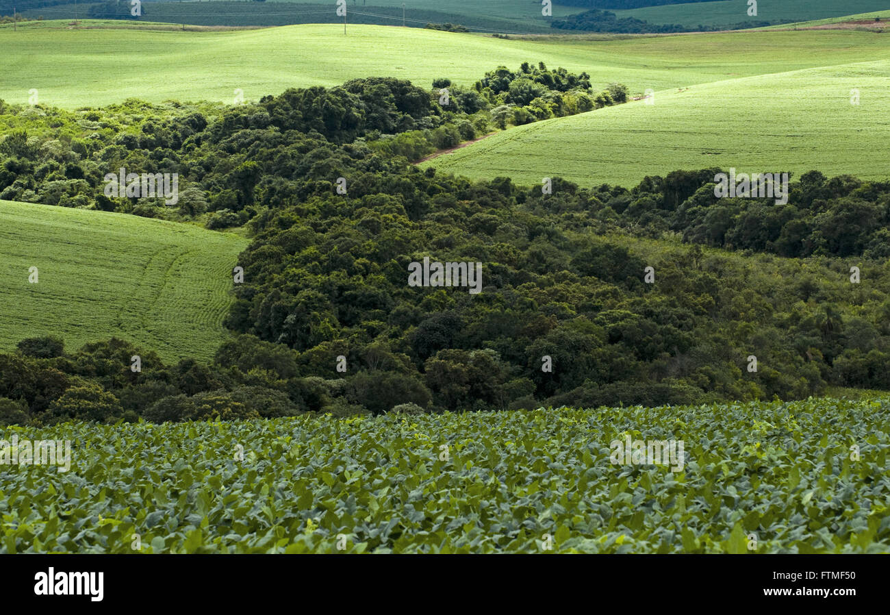 Soy plantation brazil hi-res stock photography and images - Alamy