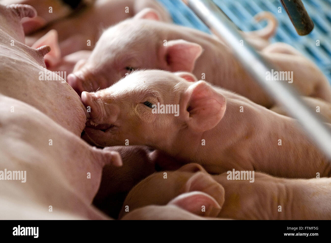 Criacaode pigs - mom breastfeeding newborn infants Stock Photo
