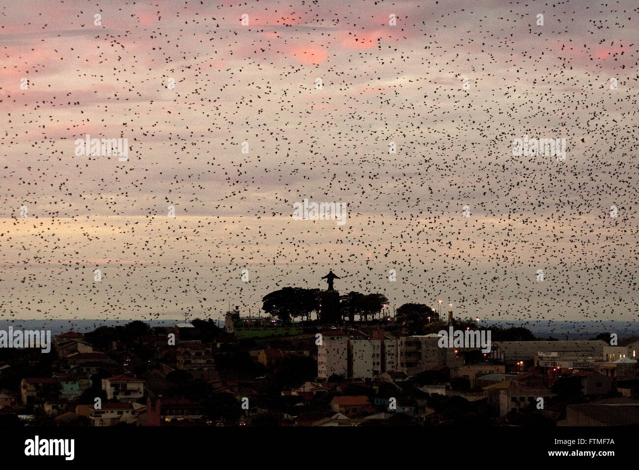 Flock of swallows over the city of Cornelio Procopio northern region of PR Stock Photo