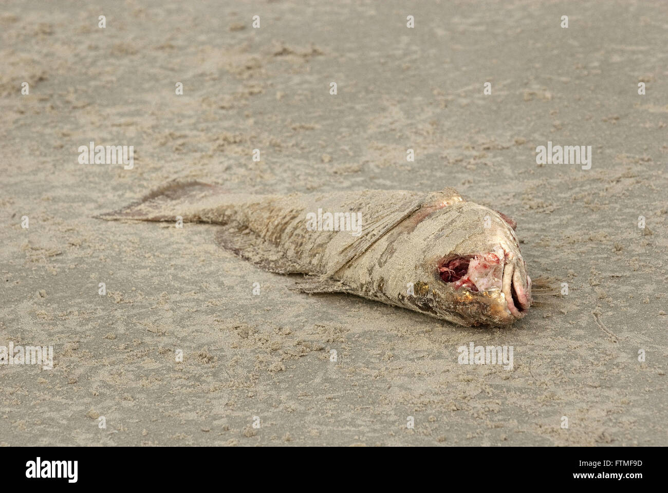 Dead fish on the beach of the Island Superagui area of environmental preservation Stock Photo