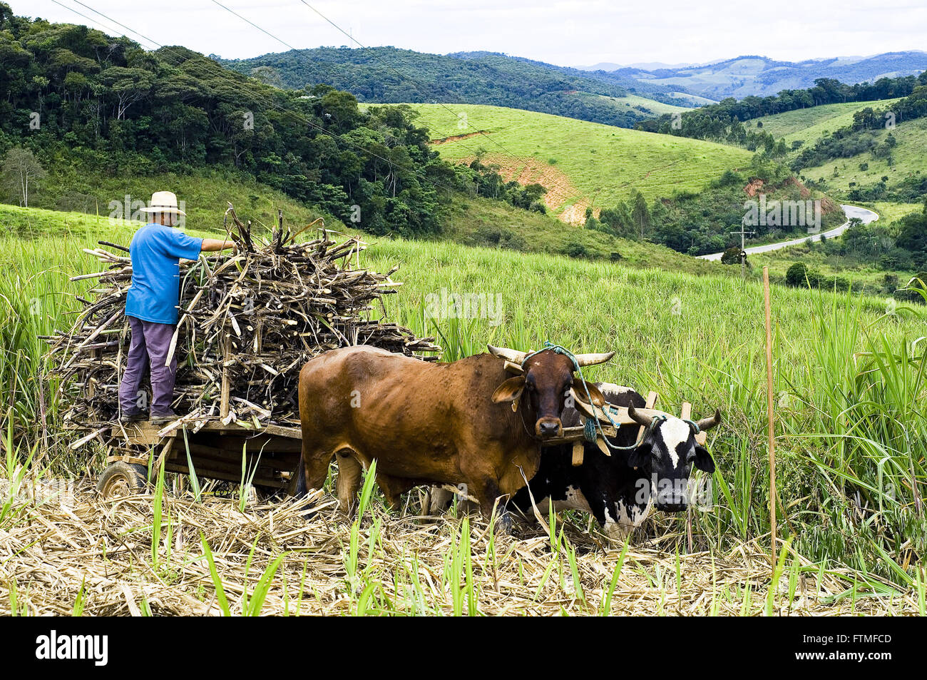 Cutting and transport of cane sugar for the Course Cachaca - Master Alambiqueiro Stock Photo