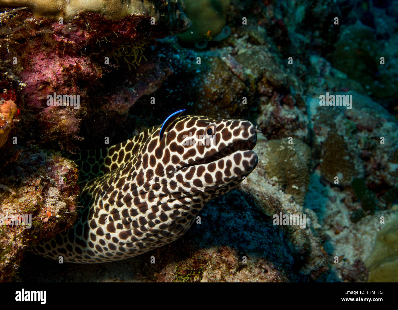 Cleaner wrasse with Honeycomb moray. Stock Photo