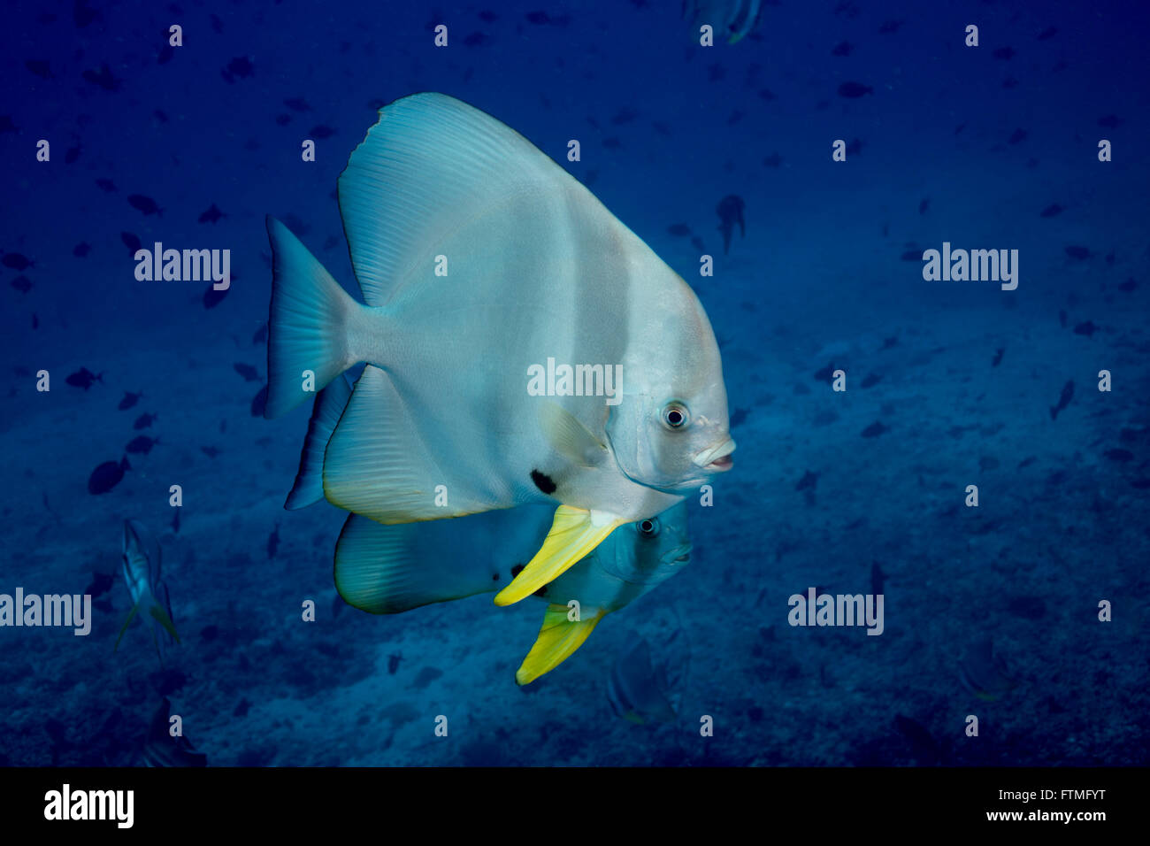 Pair of Longfin spadefish Stock Photo