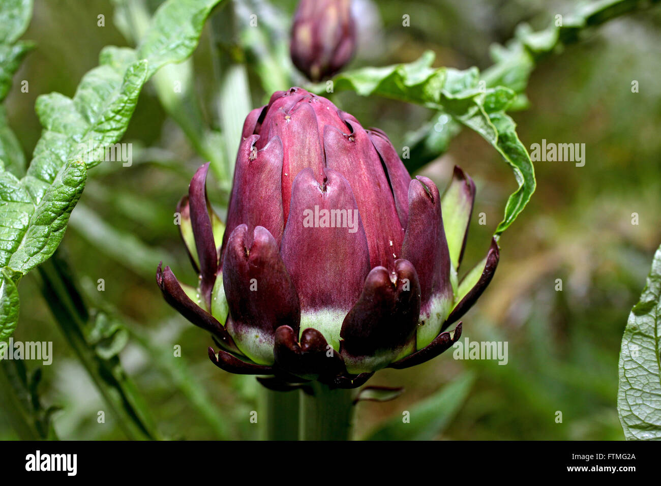 Cynara scolymus l hires stock photography and images Alamy