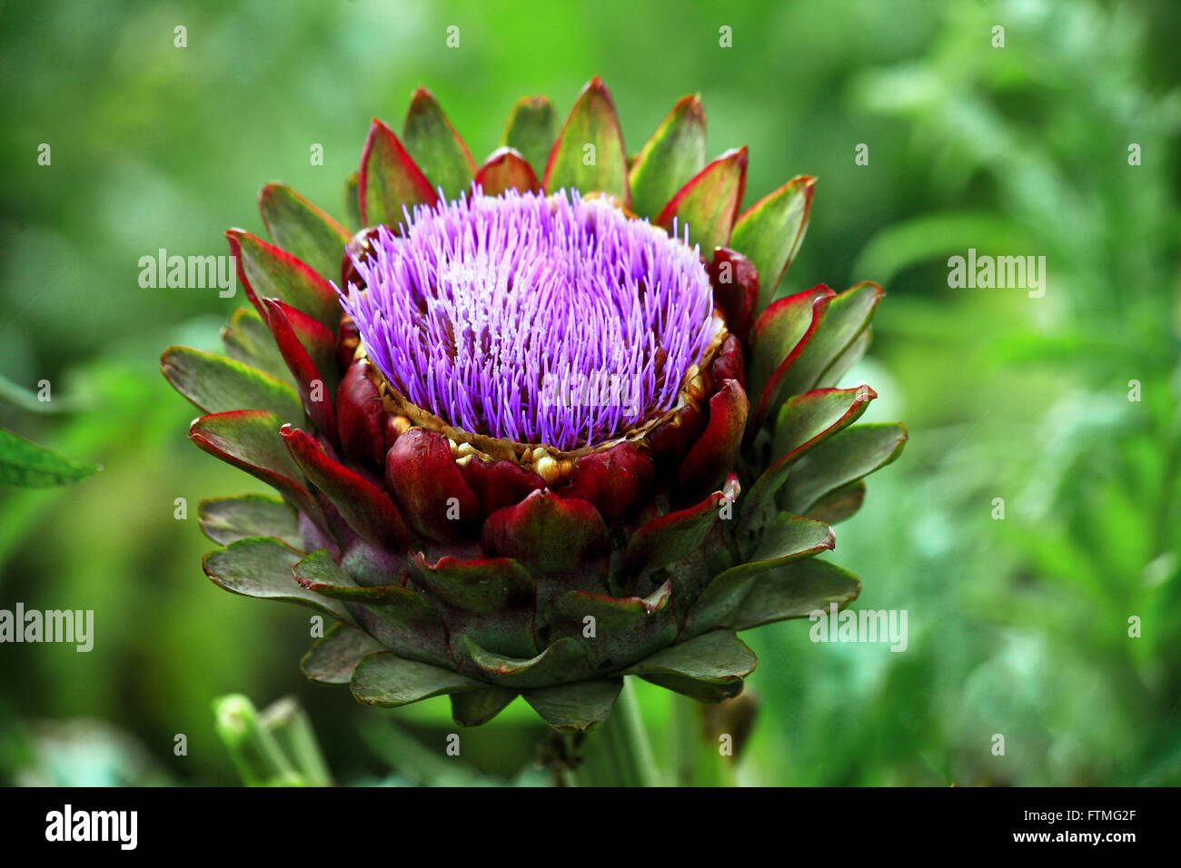 Flower Artichoke Cynara scolymus L Stock Photo Alamy