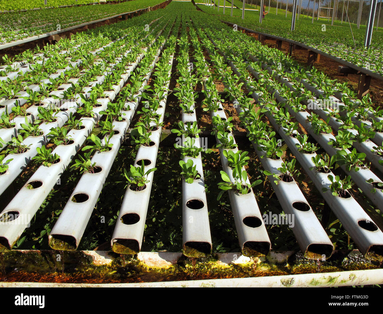 Cultivation of vegetables in hydroponic technique - rural town of Cotia - SP Stock Photo