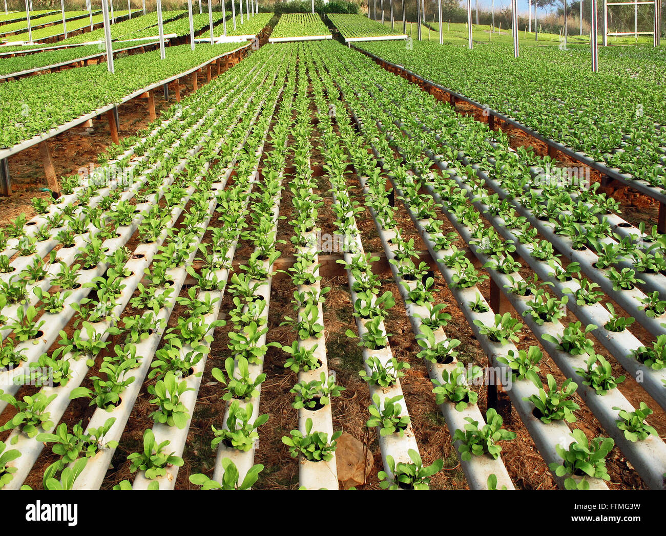 Cultivation of vegetables in hydroponic technique - rural town of Cotia - SP Stock Photo