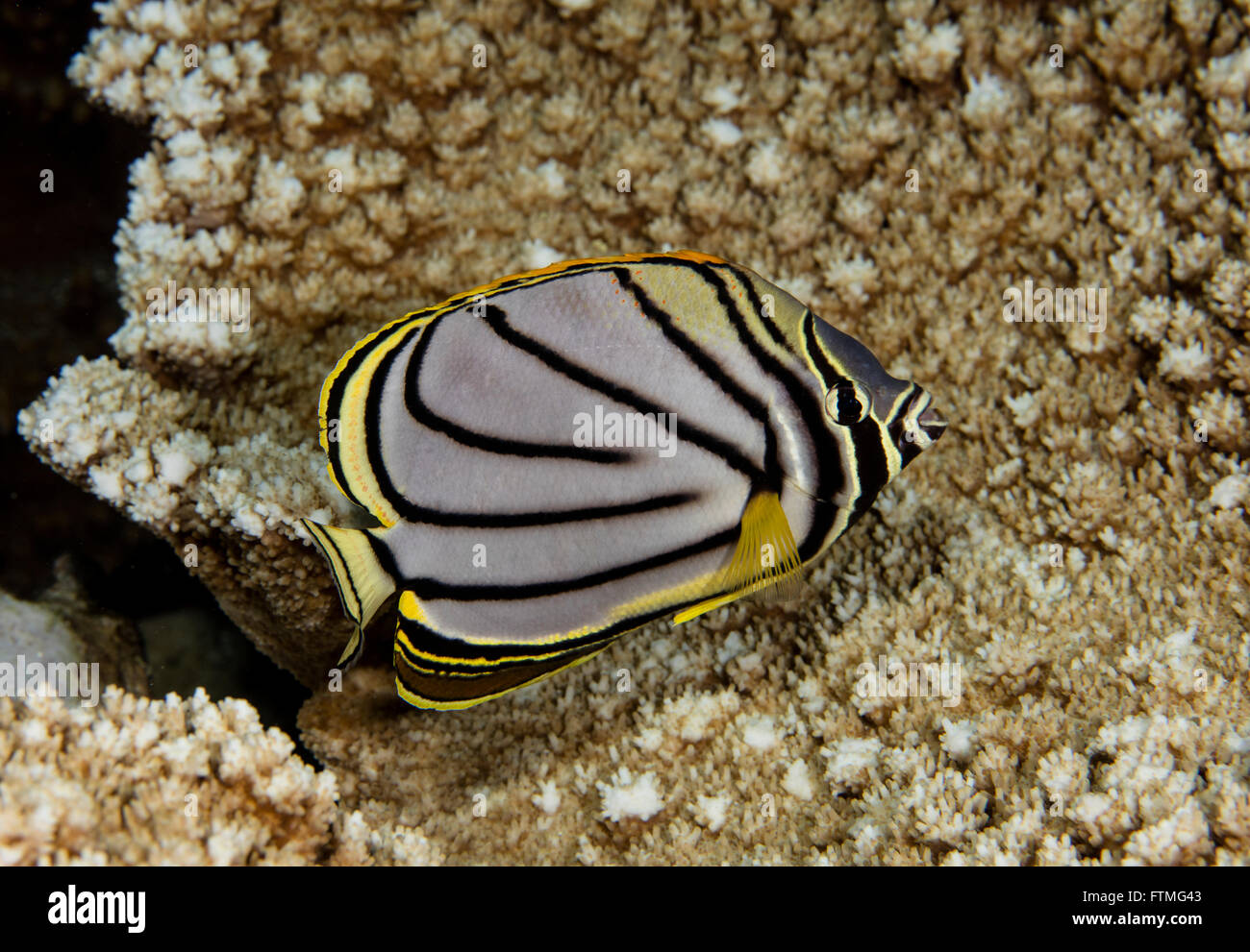 Meyer's butterflyfish against a hard coral background. Stock Photo