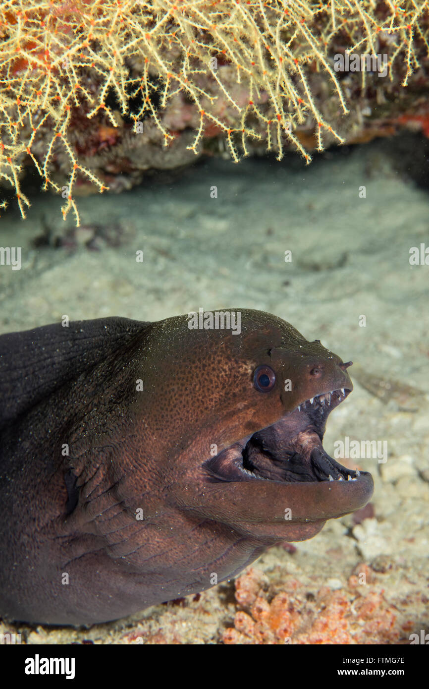 Gaping mouth of a Giant moray eel. Stock Photo