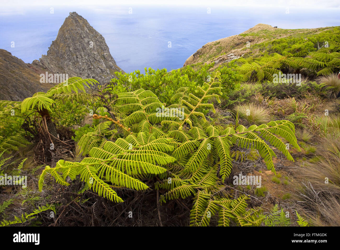 Forest of giant ferns Cyathea copelandii so called encontadada at Trindade Island Stock Photo