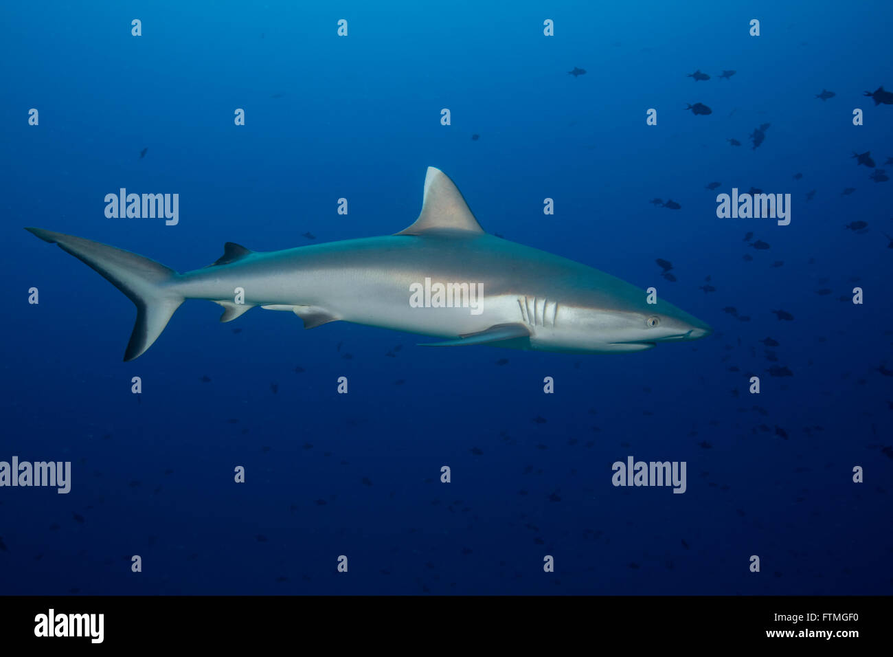 Majestic Gray reef shark Stock Photo