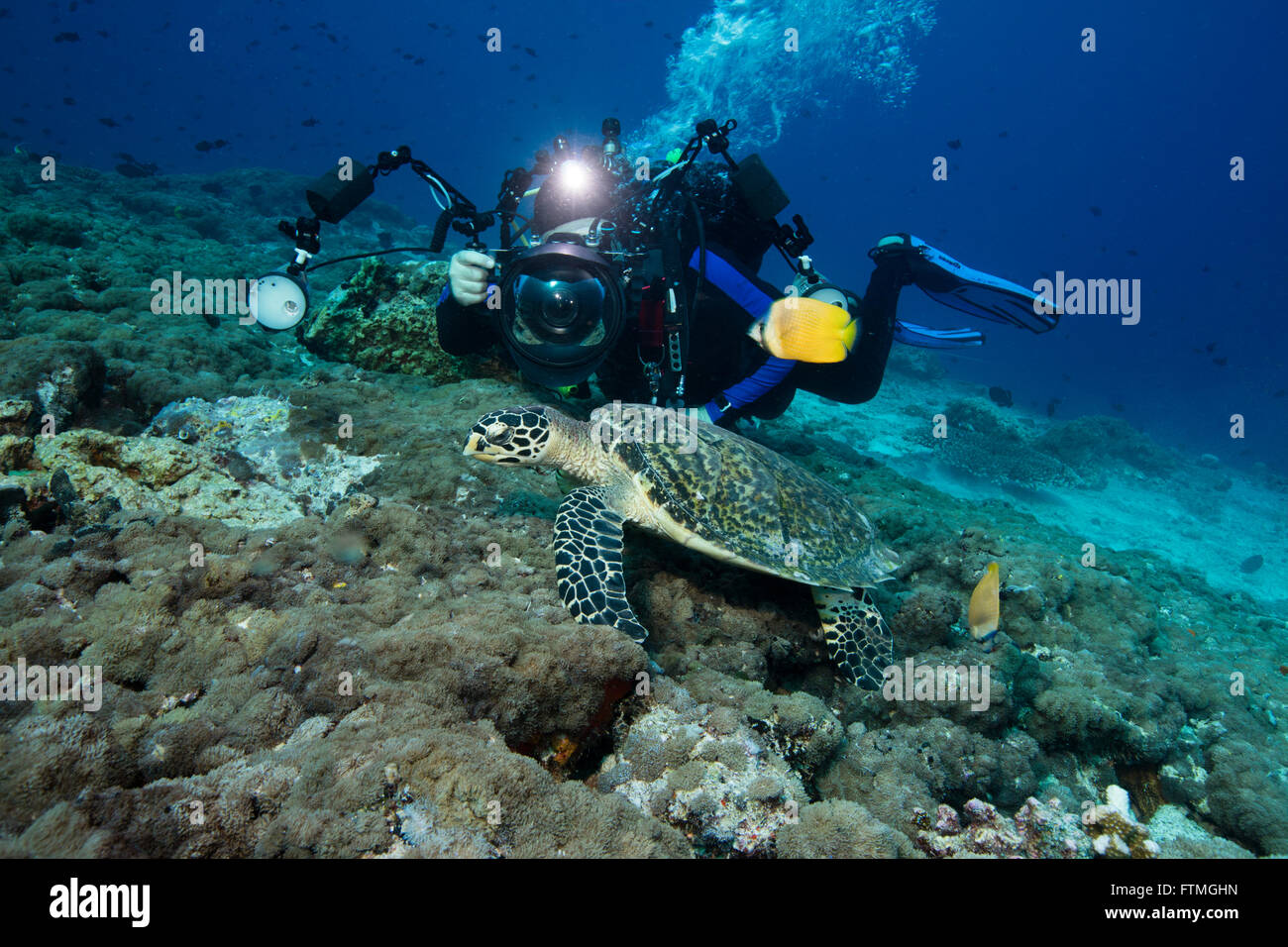 Underwater photographer and Hawksbill turtle Stock Photo