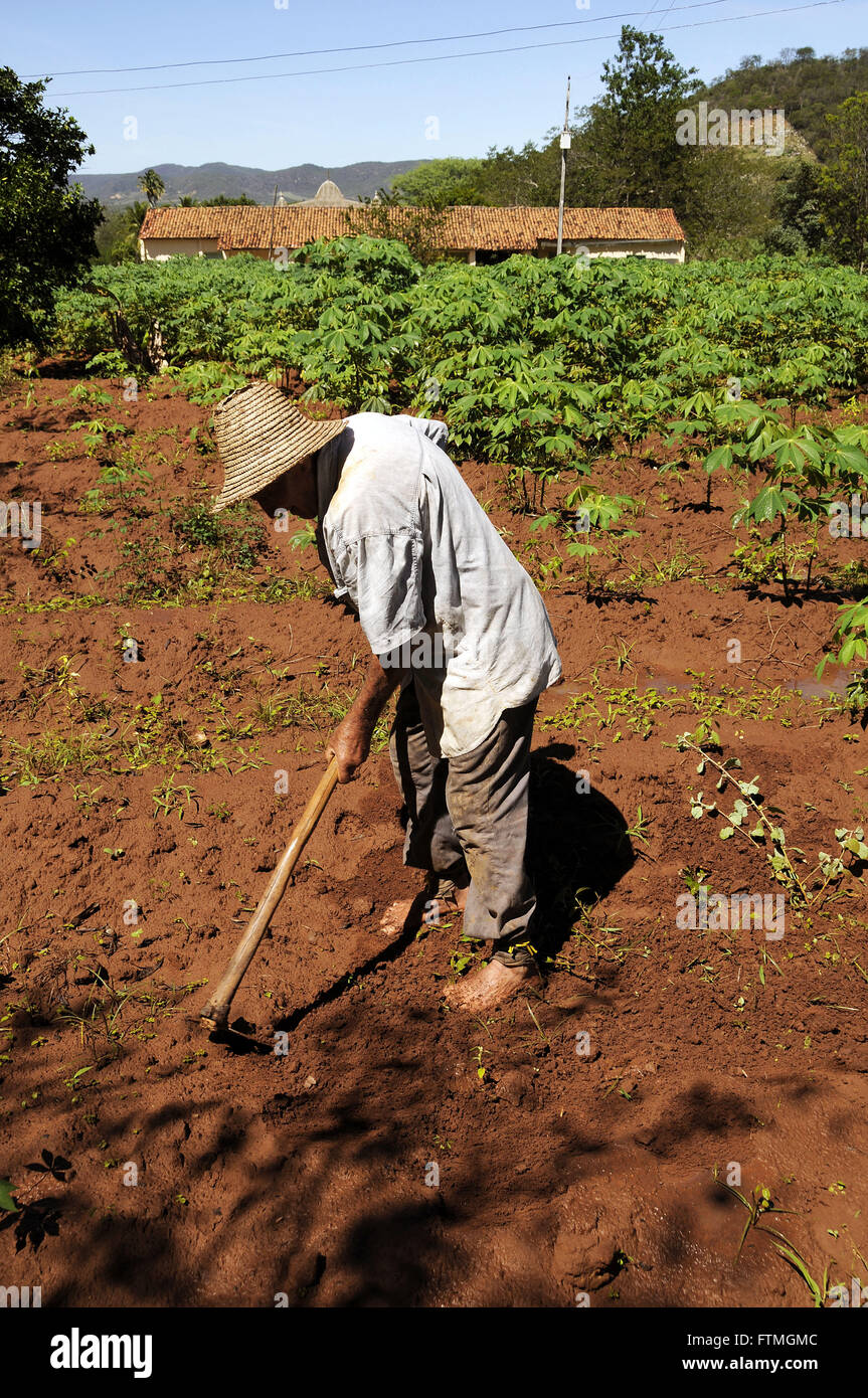 Farmer working in cassava plantation in the rural town of Triunfo Stock Photo