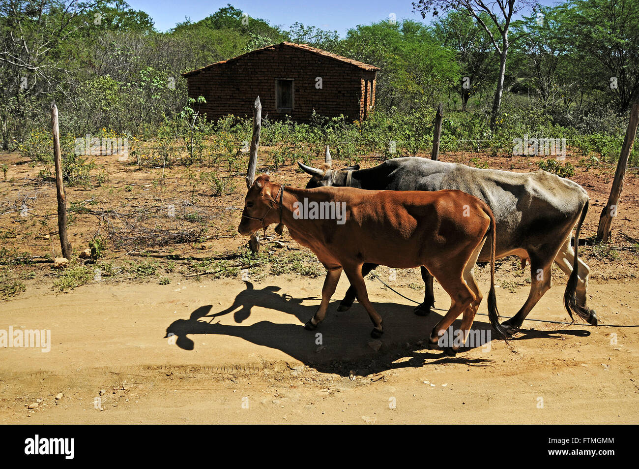 Cattle in the rural town of Triunfo Stock Photo