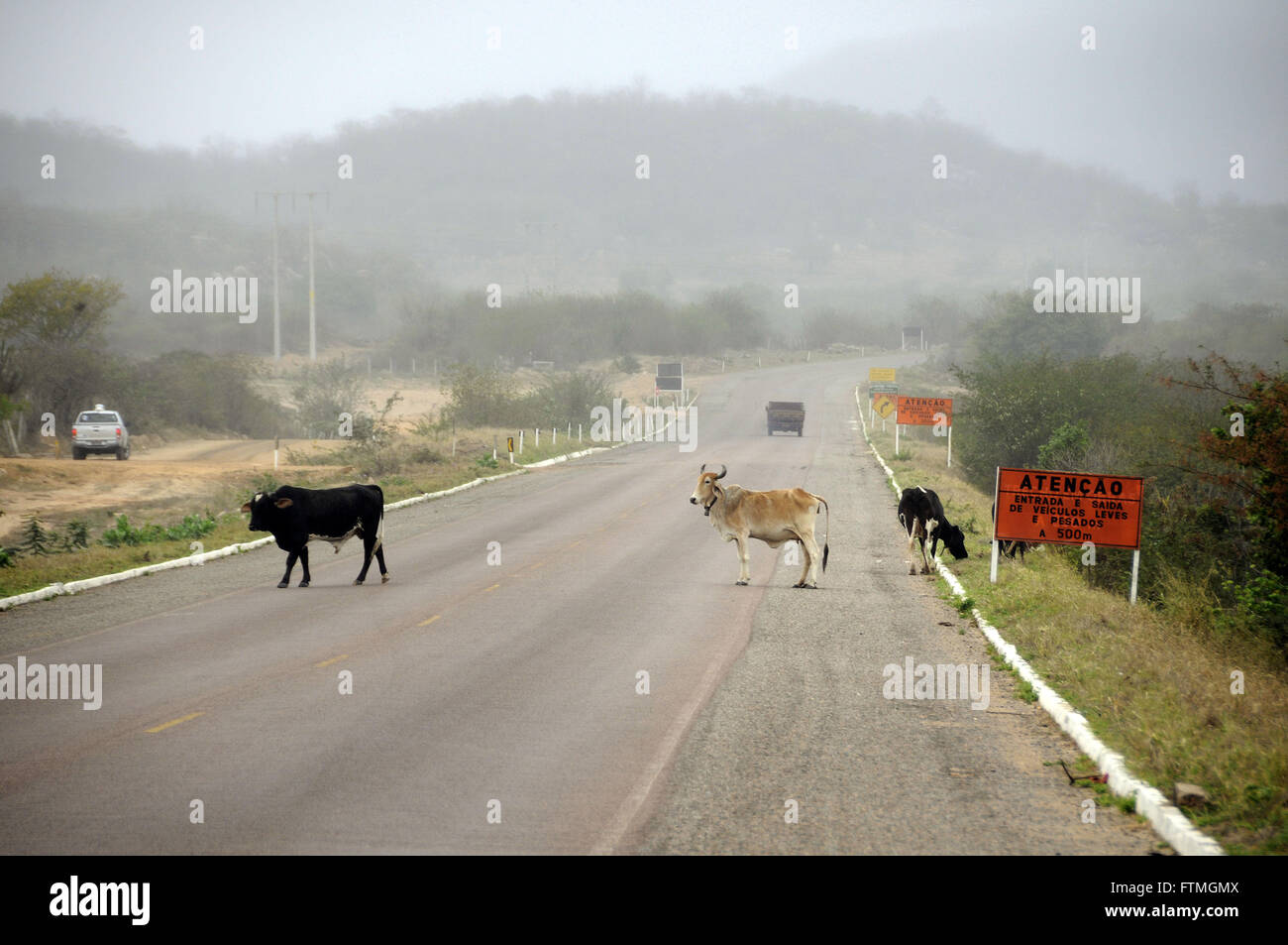Risk trampling - Cattle on US-232 in the region of the town of Willow Stock Photo