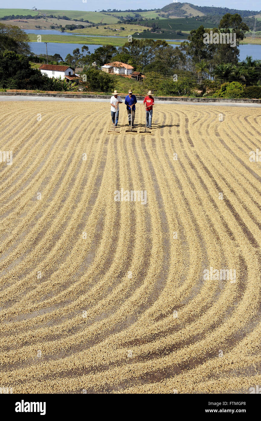 Farmers spread Coffee beans drying in the yard Stock Photo Alamy