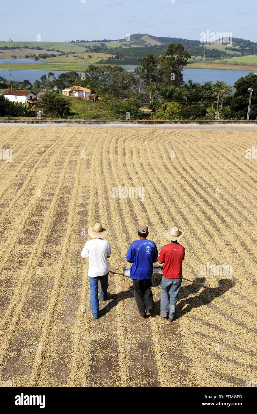 Farmers spread Coffee beans drying in the yard Stock Photo Alamy