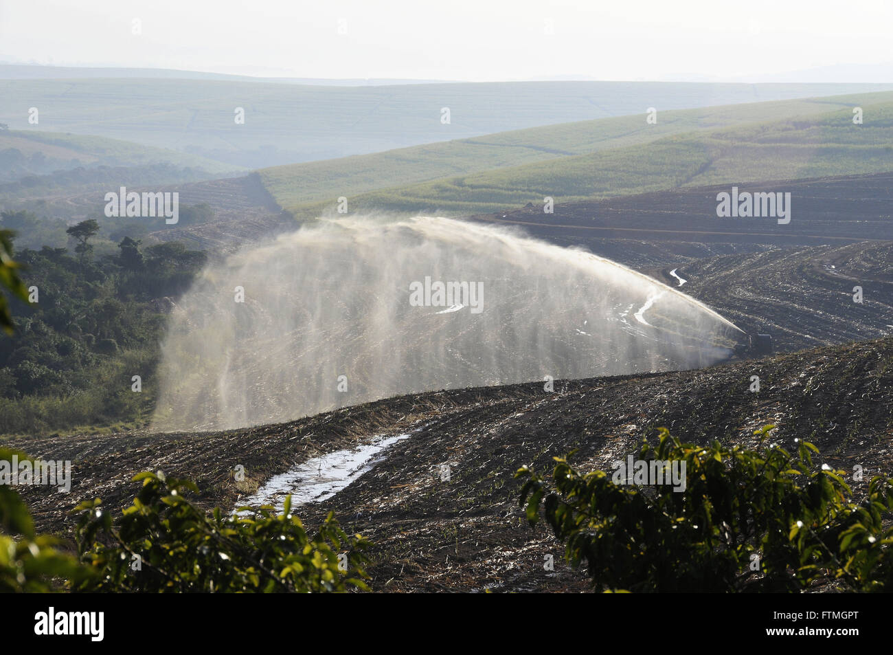 Spraying of slop in the plantation of cane sugar Stock Photo