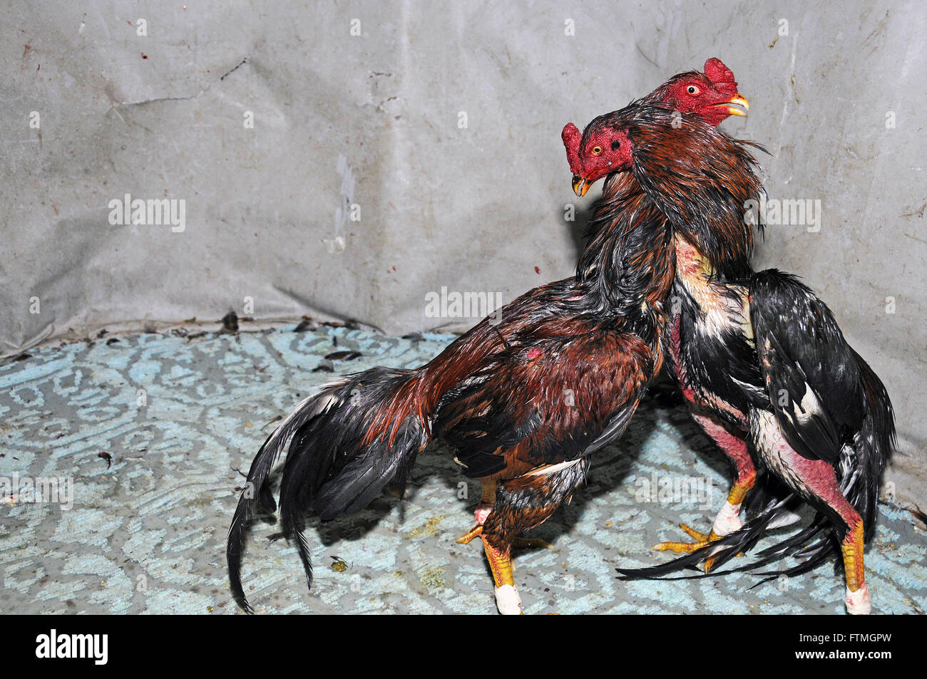 Cockfighting in Minas Gerais Stock Photo