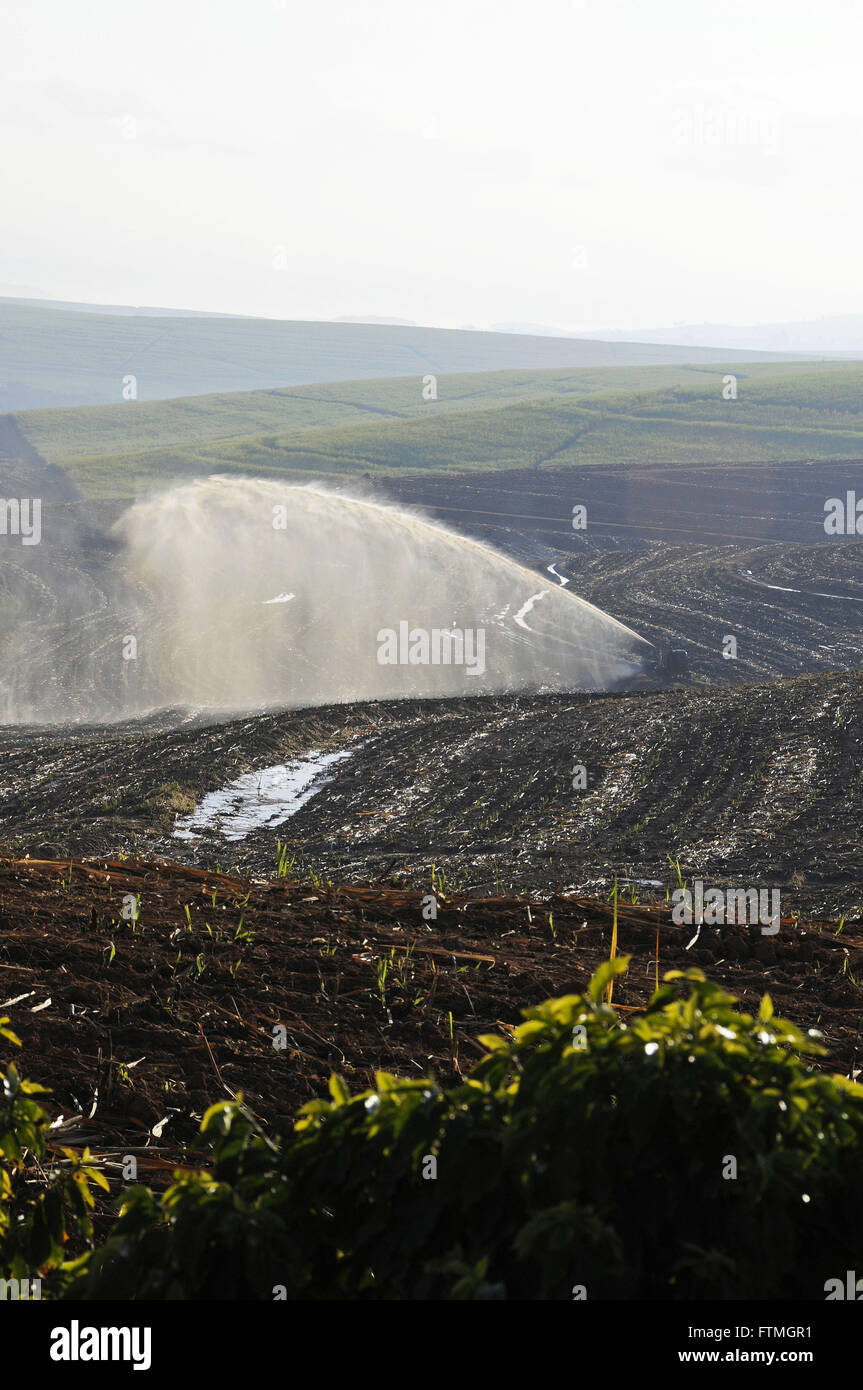 Spraying of slop in the plantation of cane sugar Stock Photo