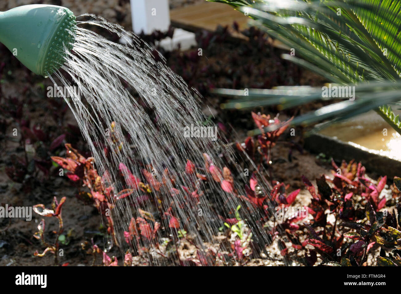 Using plastic watering can for watering garden plants hotels in Campinas - Sao Paulo state Stock Photo