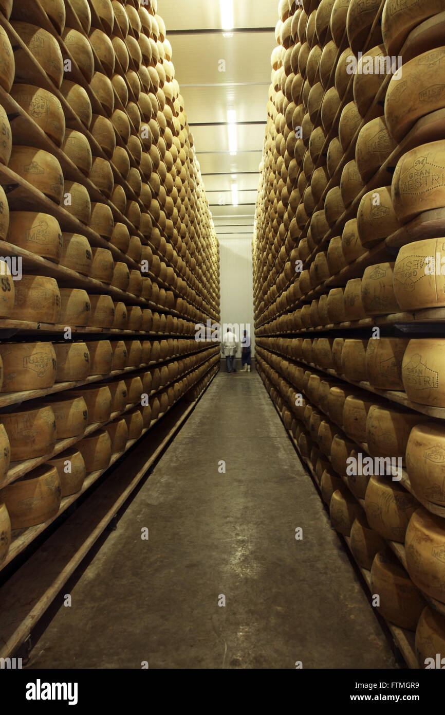 Chamber maturation of cheese Grana type in dairy industry Stock Photo