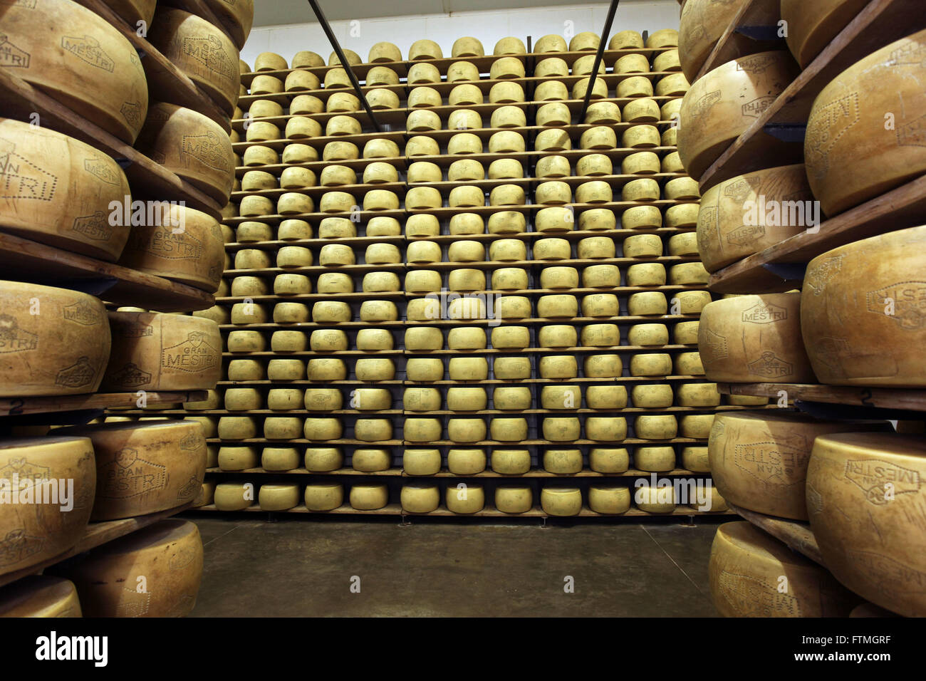 Chamber maturation of cheese Grana type in dairy industry Stock Photo
