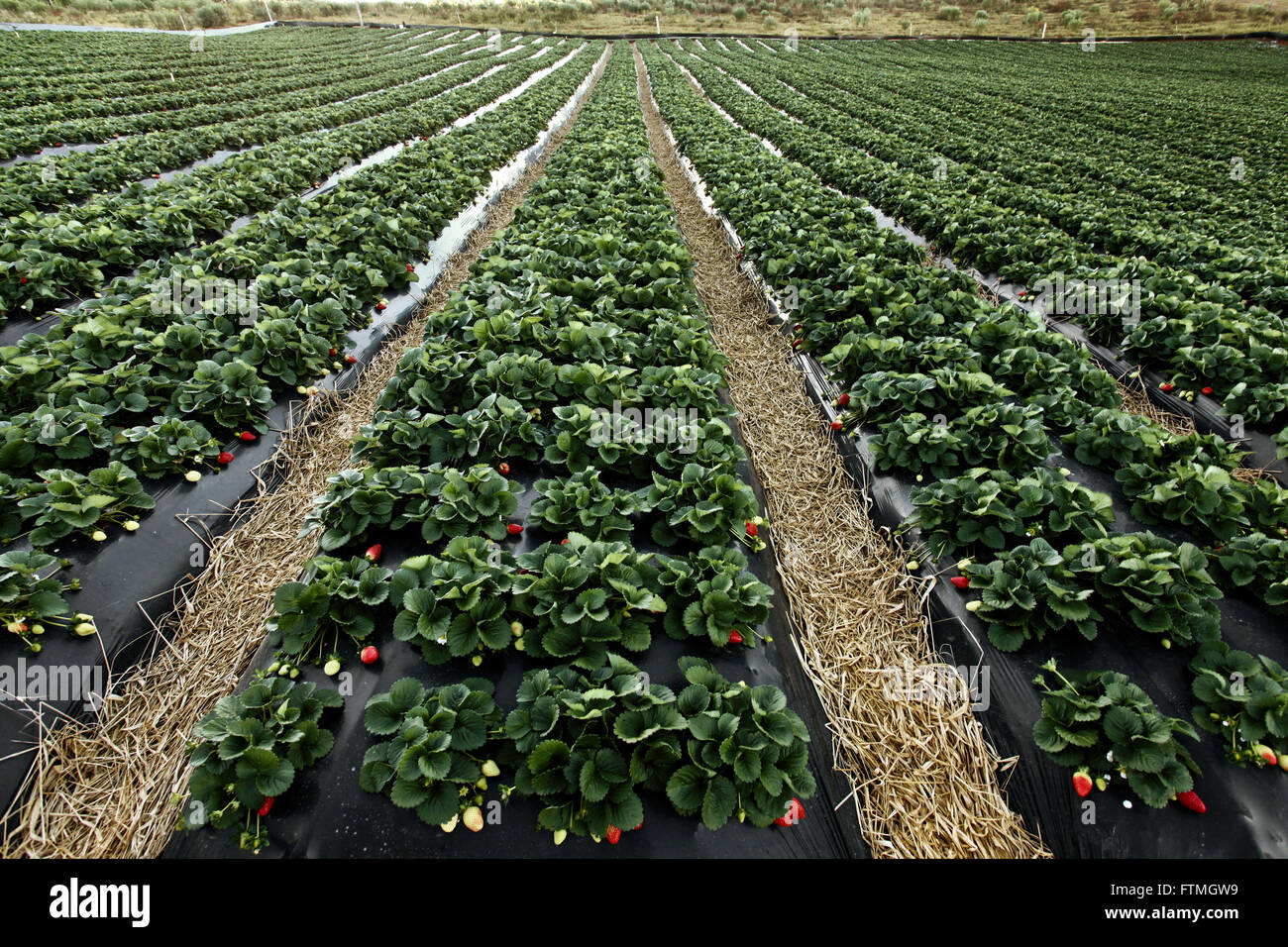 Plantation of strawberries in the rural town of stowage on the side of Route Fernao Dias Stock Photo