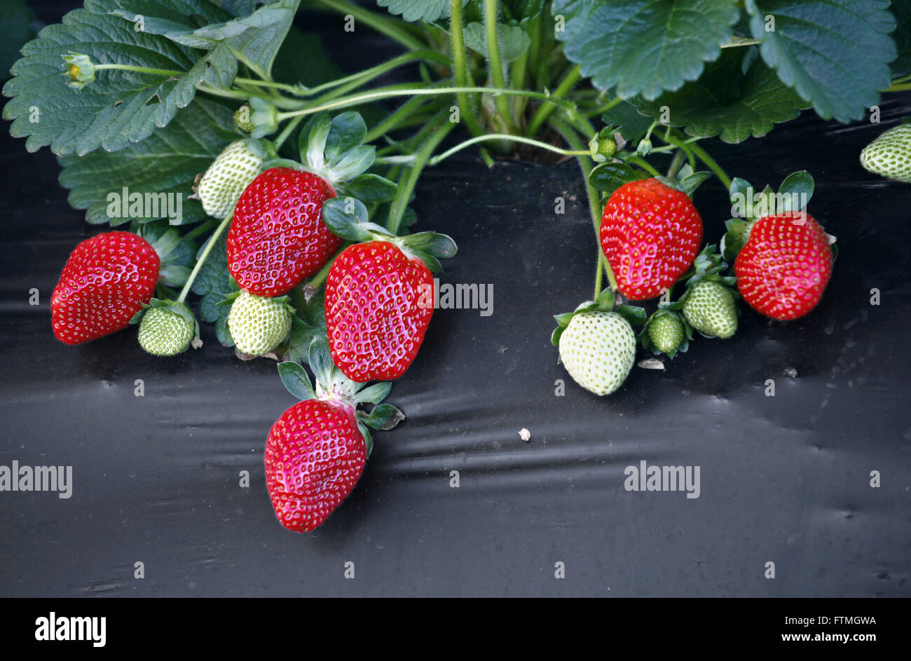 Detail plantation of strawberries in a rural town of Stowage Stock Photo