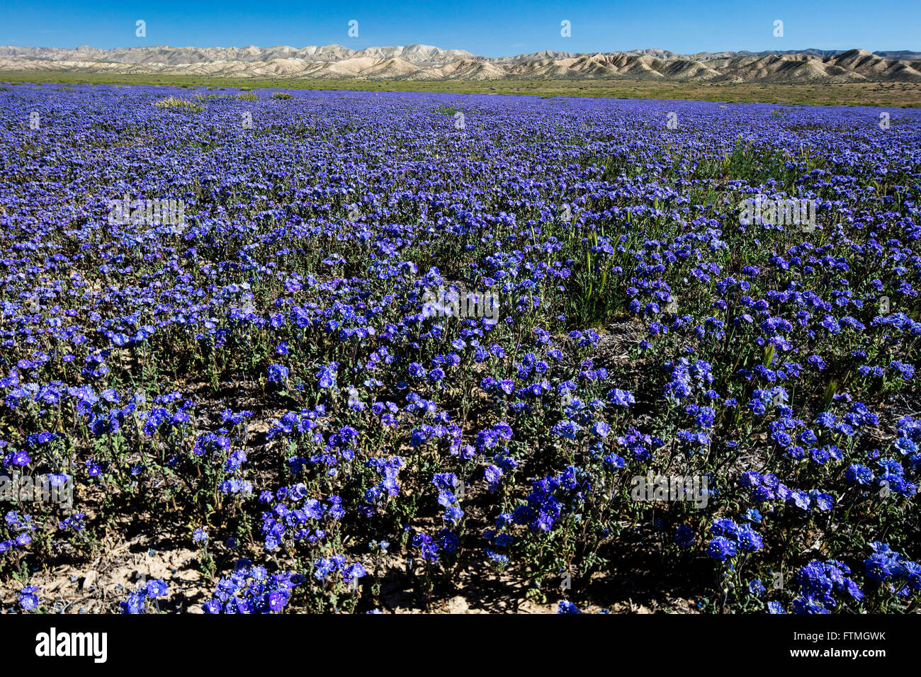 Purple phacelia wildflowers blooming in the Carrizo Plains National Monument March 26, 2016 in southeastern San Luis Obispo County, California. Stock Photo