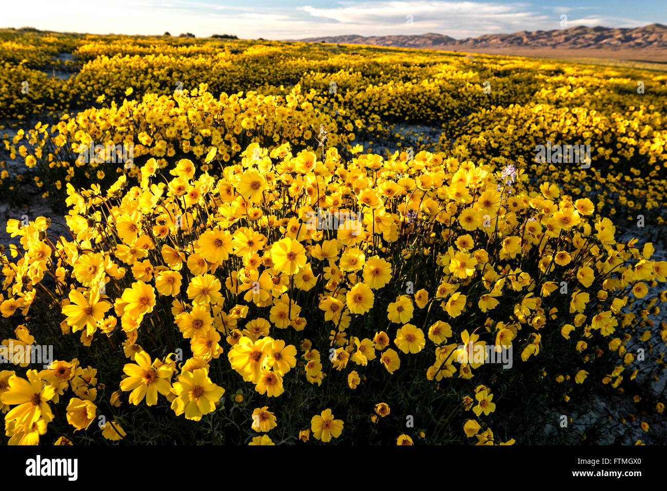 Yellow coreopsis wildflowers blooming in the Carrizo Plains National Monument March 26, 2016 in southeastern San Luis Obispo County, California. Stock Photo