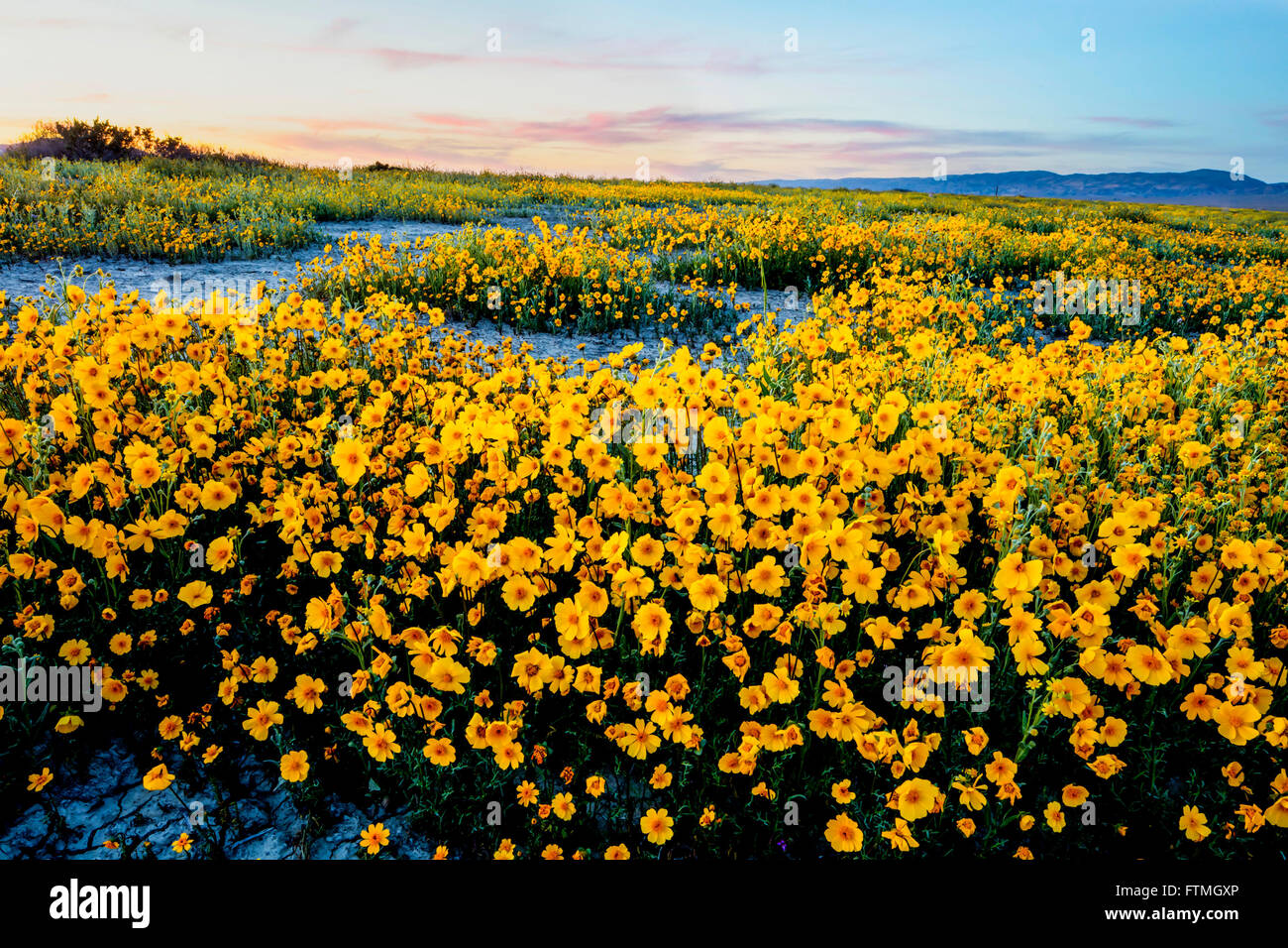 Yellow coreopsis wildflowers blooming in the Carrizo Plains National Monument March 26, 2016 in southeastern San Luis Obispo County, California. Stock Photo