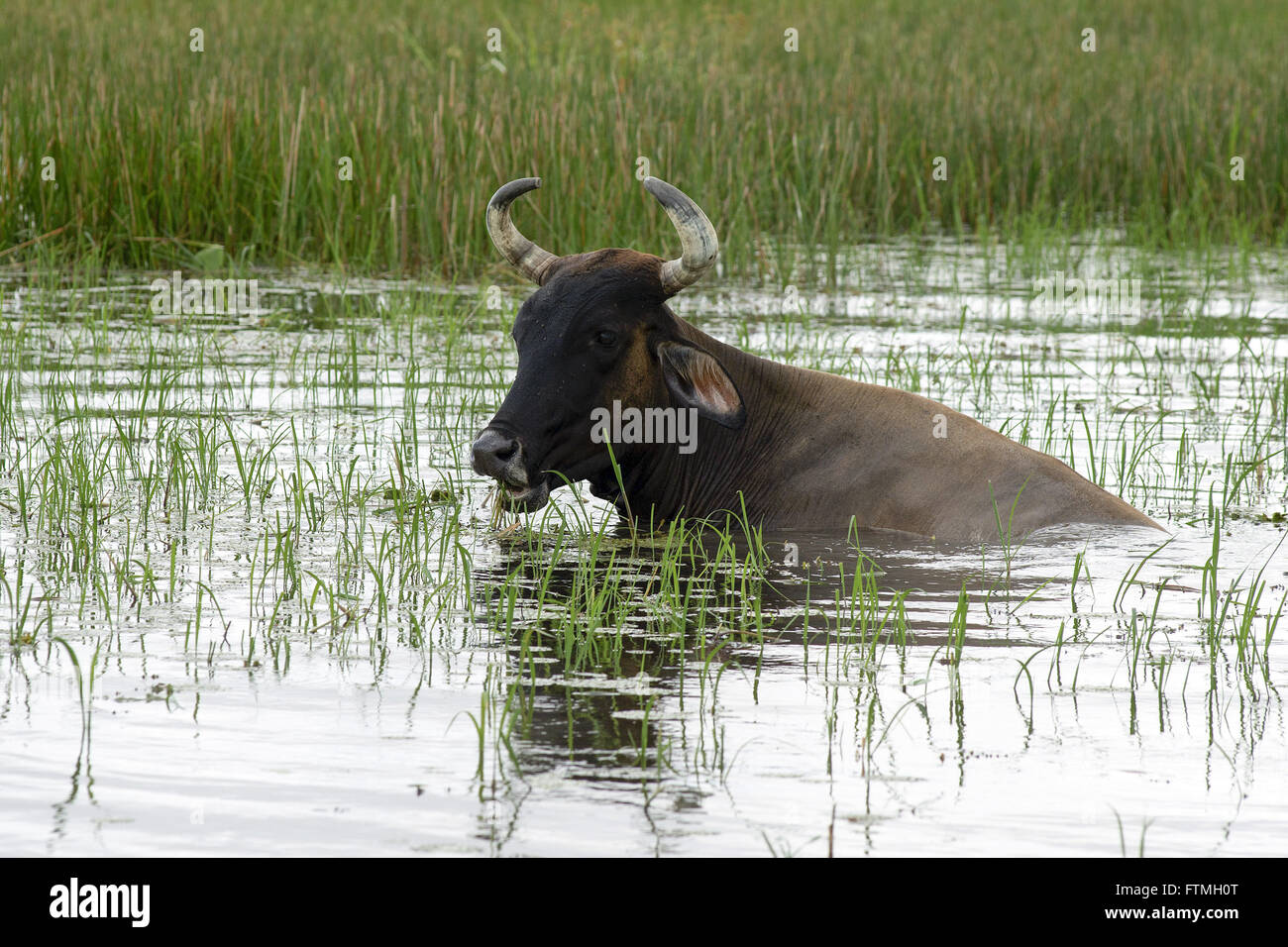 Cattle grazing in Santo Amaro lake - the Maranhenses National Park Stock Photo
