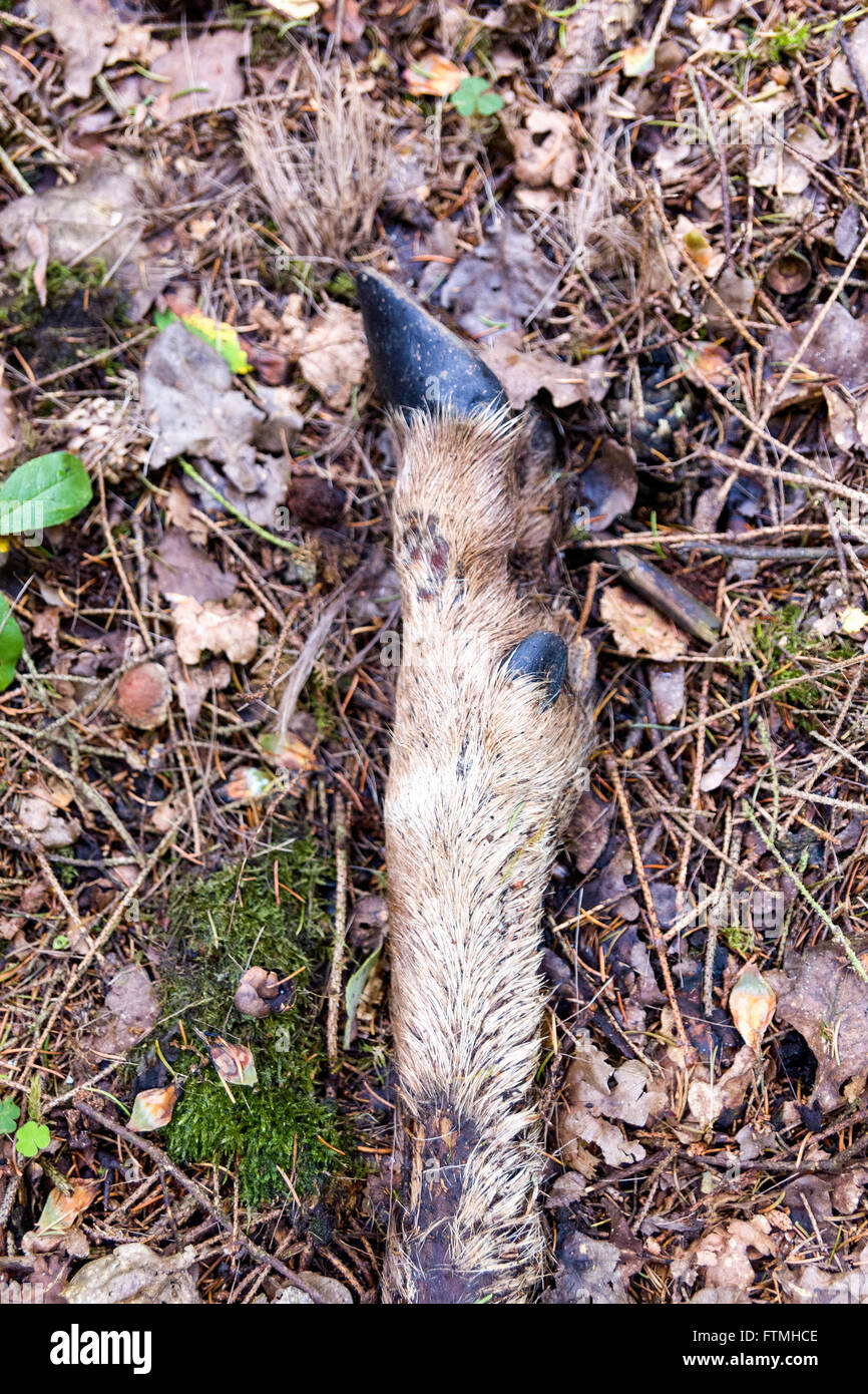 Deer skeleton wildlife remains on forest floor  Model Release: No.  Property Release: No. Stock Photo