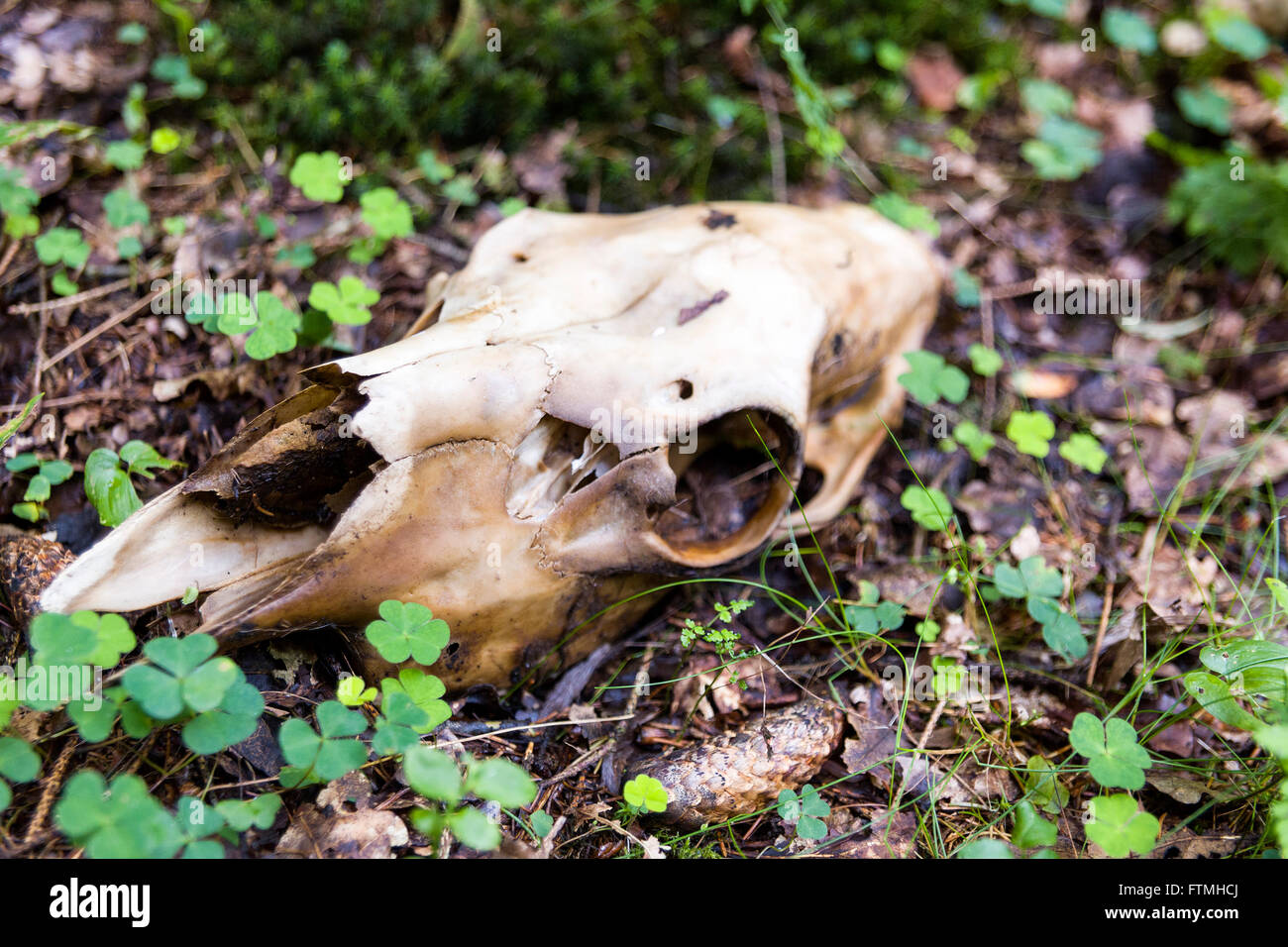 Deer skeleton wildlife remains on forest floor  Model Release: No.  Property Release: No. Stock Photo