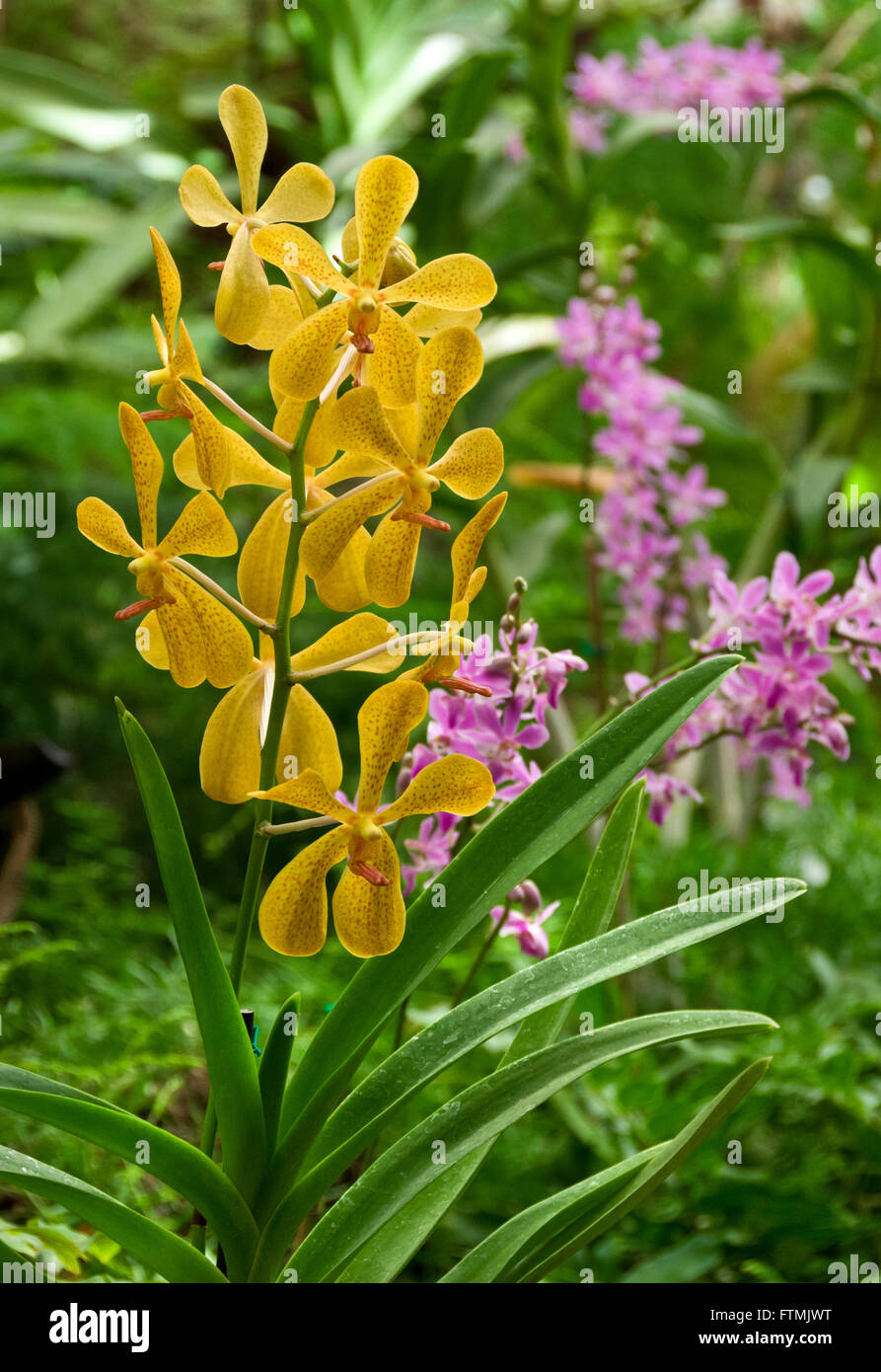 Dendrobium Gracilicaule terrestrial orchids in natural habitat Stock Photo