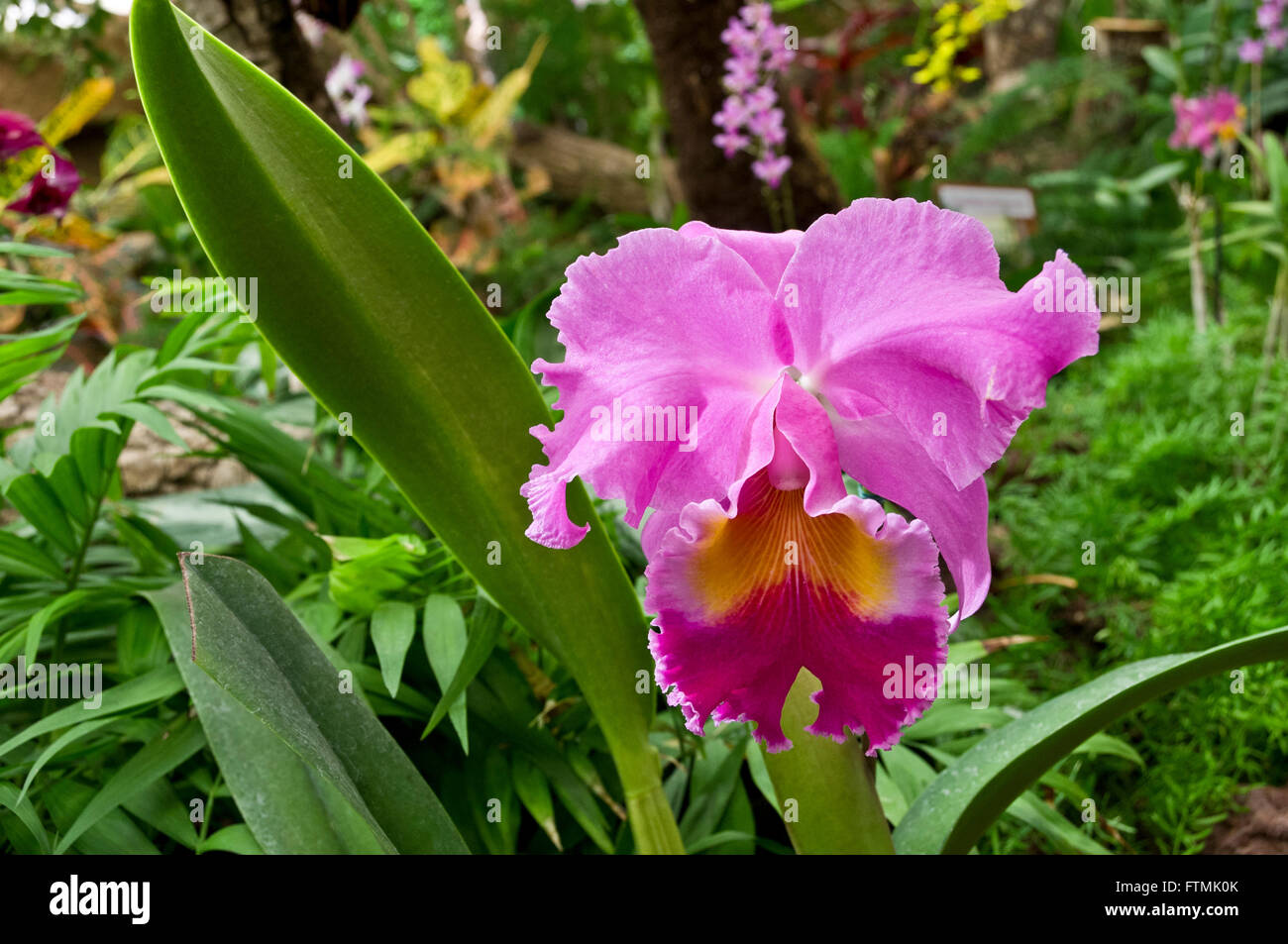 Perfect single pink 'Cattleya' type orchid head in lush tropical environment Stock Photo