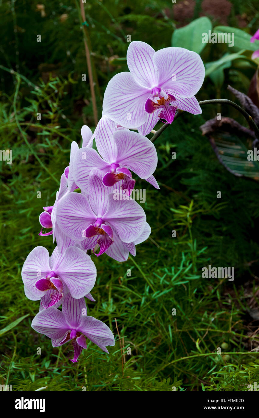 Raceme of Phalaenopsis (Moth Orchid) blooms in lush natural habitat Stock Photo
