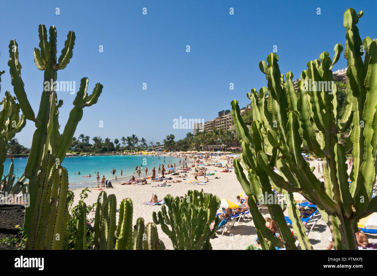 GRAN CANARIA CACTUS Anfi beach luxury resort framed by exotic cacti Arguineguin Gran Canaria Canary Islands Spain Stock Photo