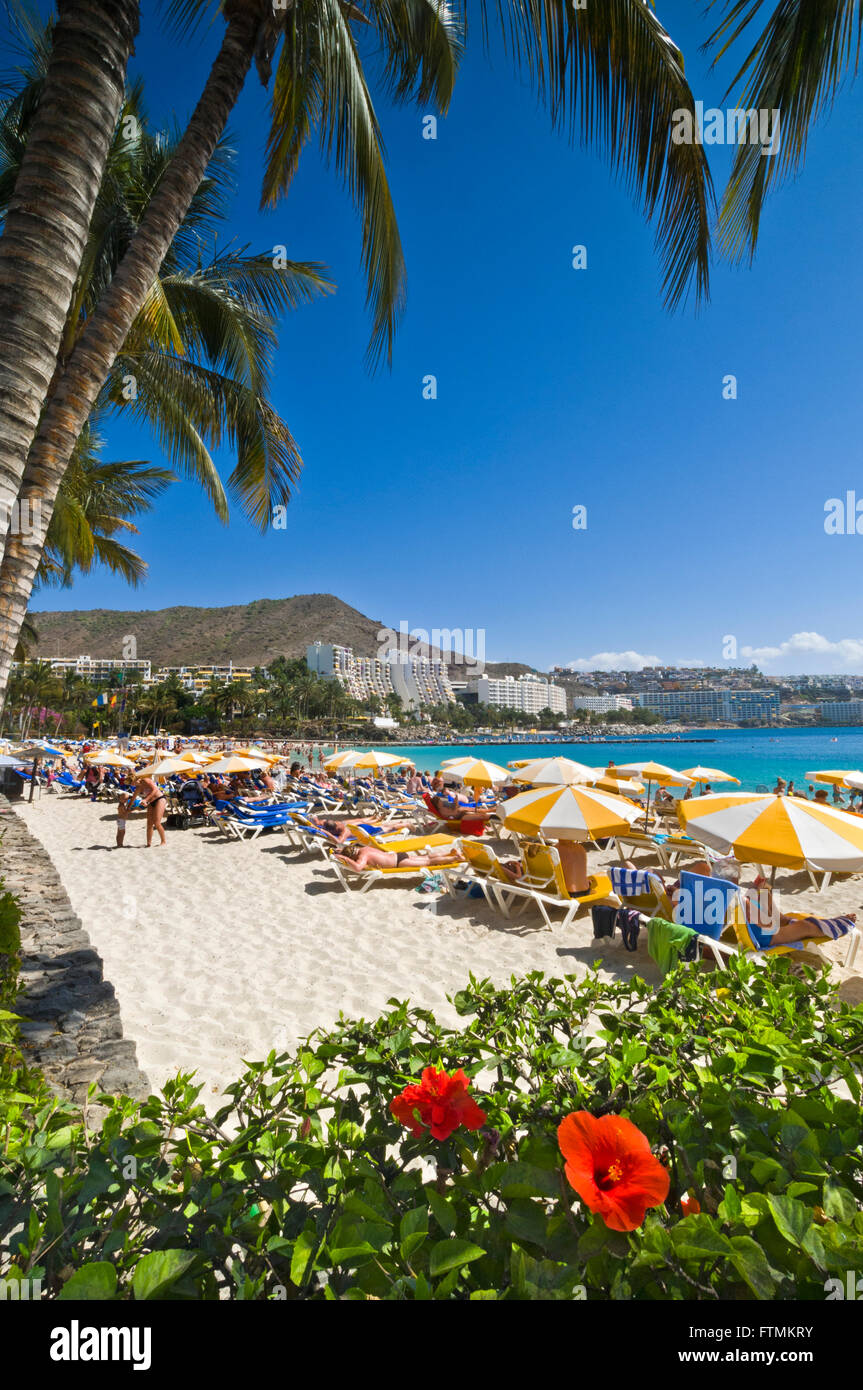 GRAN CANARIA HIBISCUS  Anfi beach coastline luxury resort with palm trees and hibiscus in Arguineguin southern Gran Canaria Canary Islands Spain Stock Photo